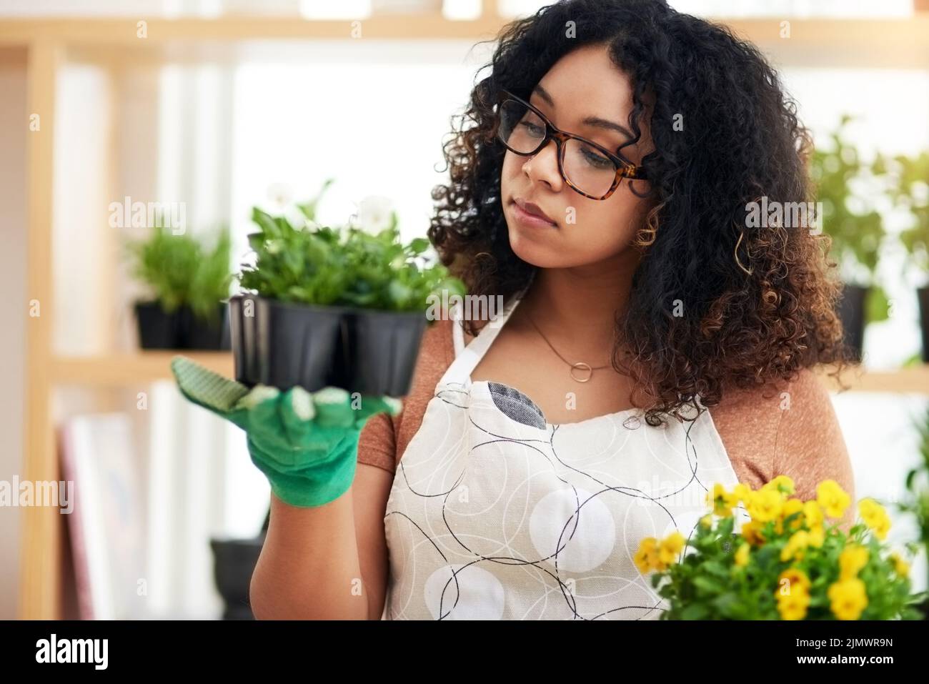Eine attraktive junge Botanikerin, die zwei Pflanzensätze vergleicht, während sie in ihrem Floristen arbeitet. Stockfoto