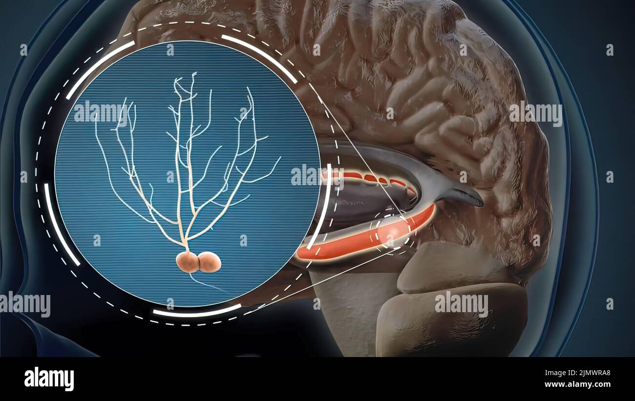 Der Hippocampus ist eine komplexe Hirnstruktur, die tief im