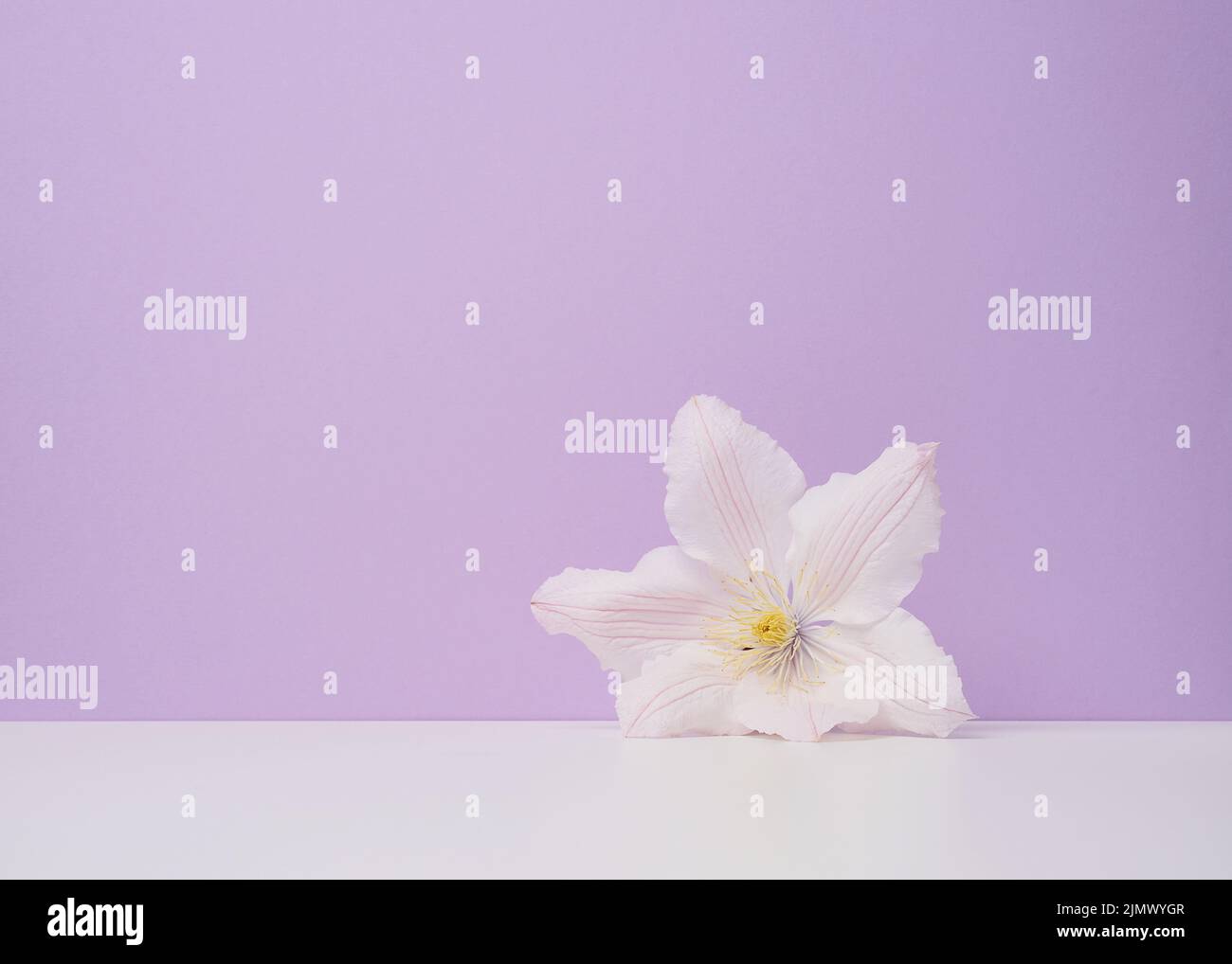 Weiße Clematis-Blume auf purpurfarbenem Papierhintergrund Stockfoto