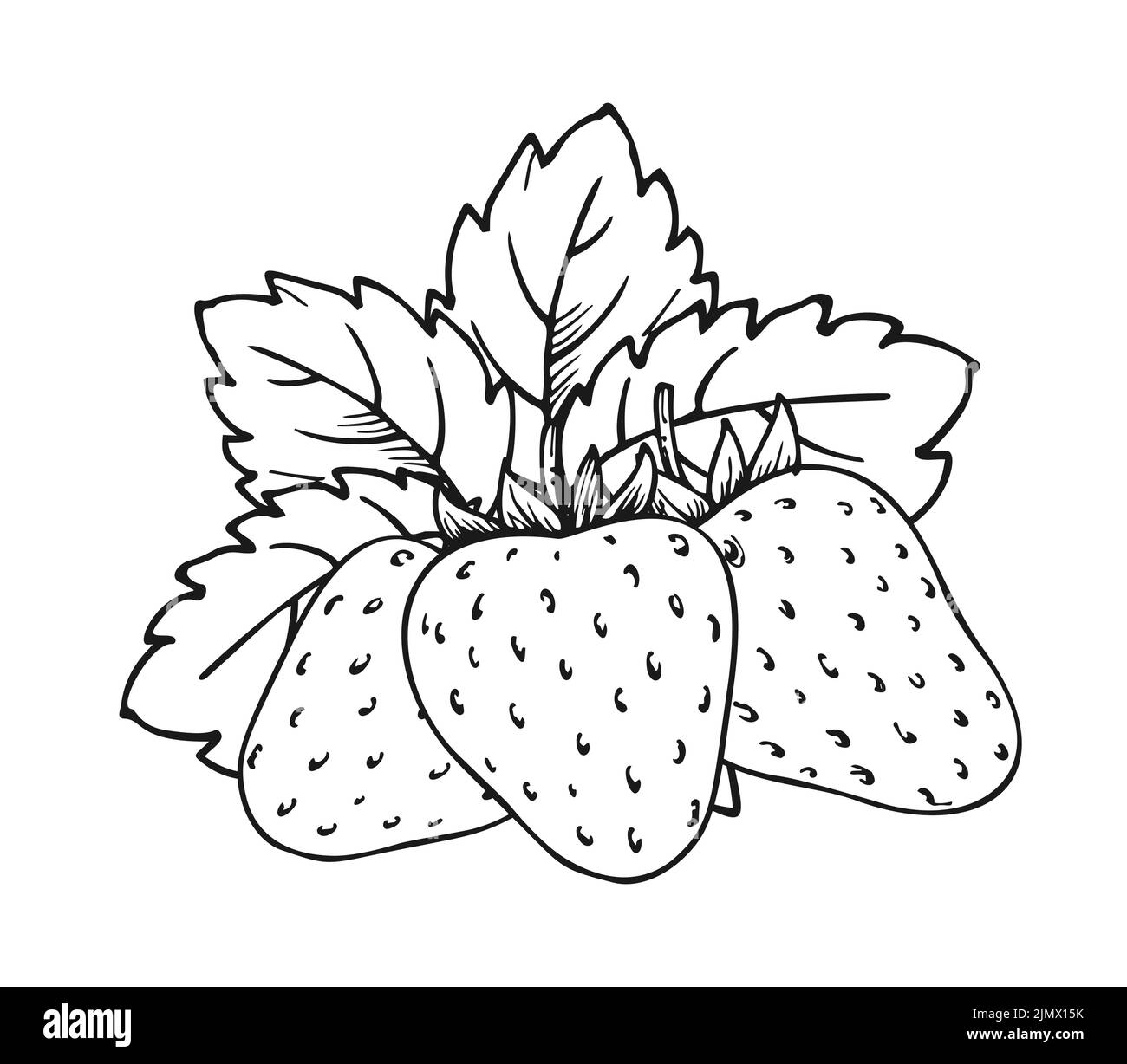 Erdbeerstrauß aus drei Beeren. Kinder und Erwachsene zum ausmalen Buch Seite. Ganze reife Waldbeere mit Blättern. Leckere süße frische Früchte. Saftige Erdbeeren handgezeichnete Clip Art schwarz weiß Skizze Stock Vektor