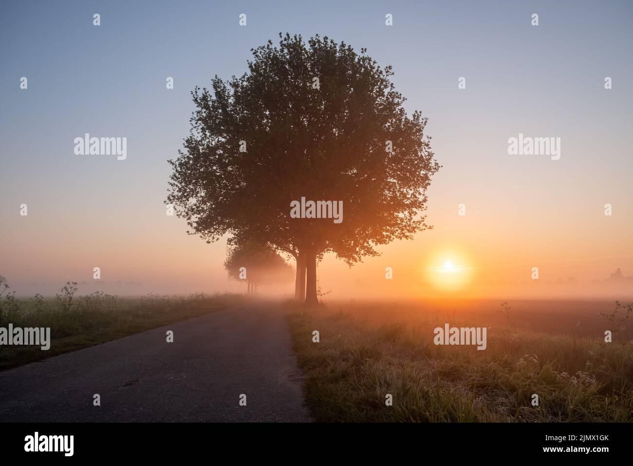 Frühling malerische Landschaft mit einem Baum auf Blumen oder Bauernhof Feld mit tiefen Sonne im Hintergrund an einem nebligen Morgen Stockfoto