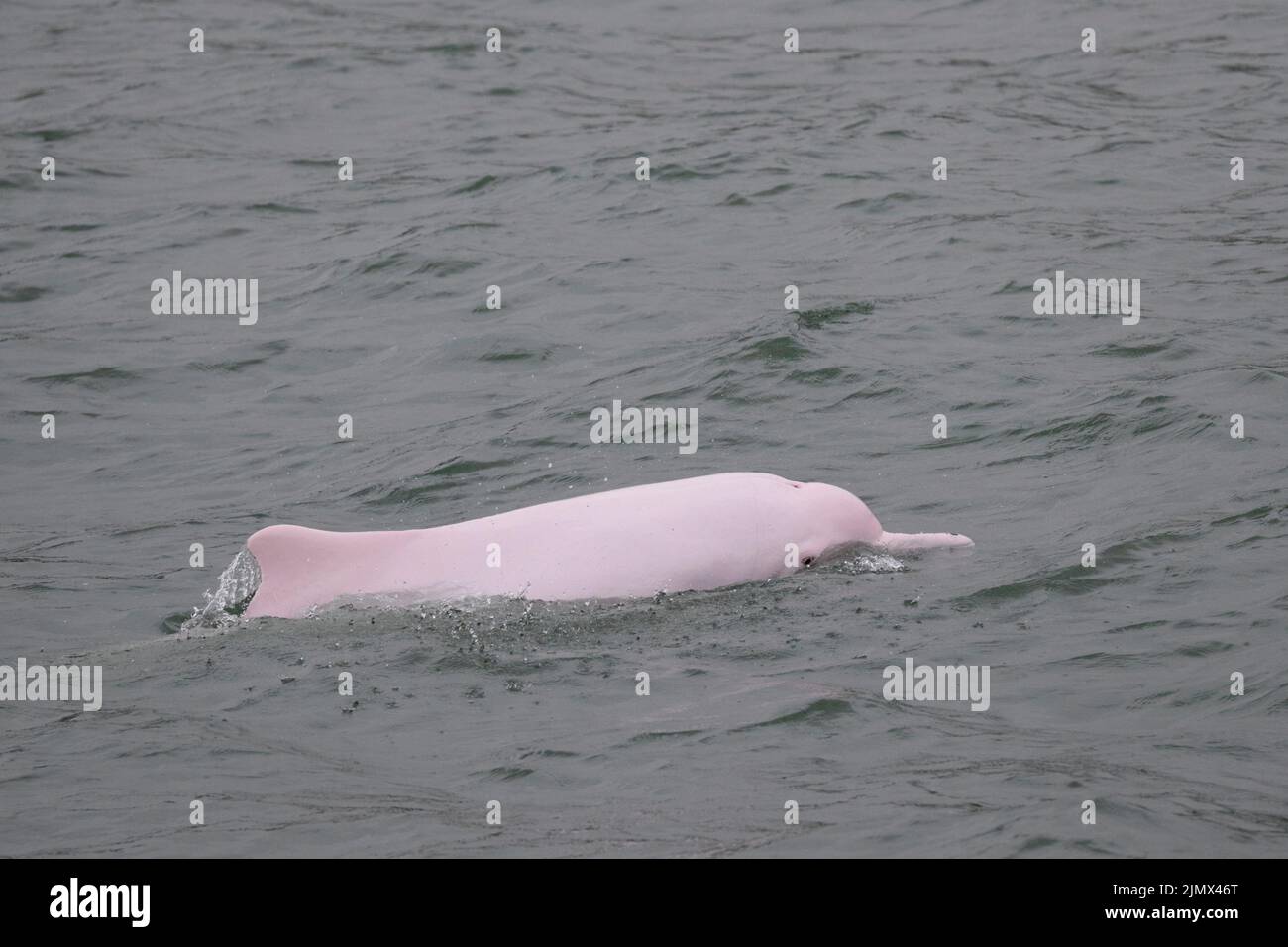Chinesischer weißer Delphin (Sousa chinensis), erwachsen an der Oberfläche, südliche Gewässer, Hongkong, China 4. Aug 2022 Stockfoto