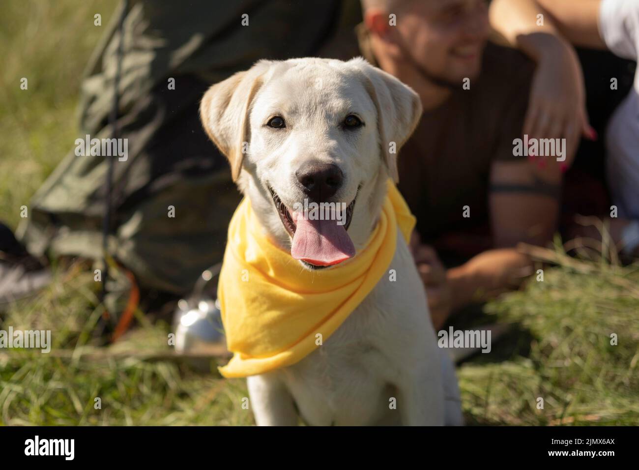 Vorderansicht niedlicher Hund mit gelbem Bandana Stockfoto