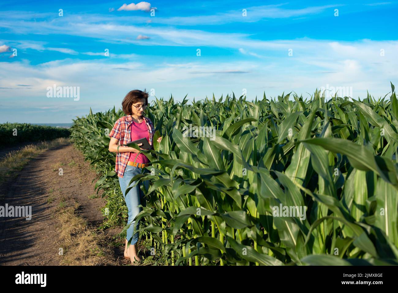 Kaukasische Farmarbeiterin mittleren Alters mit Tablette, die Maisstiele auf dem Feld inspiziert Stockfoto