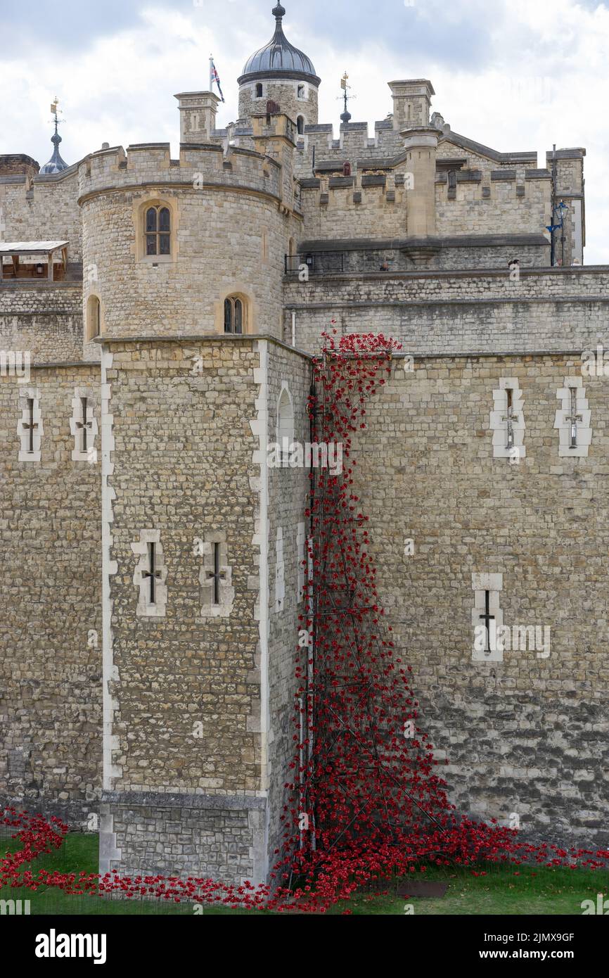 Mohn in den Tower of London Stockfoto