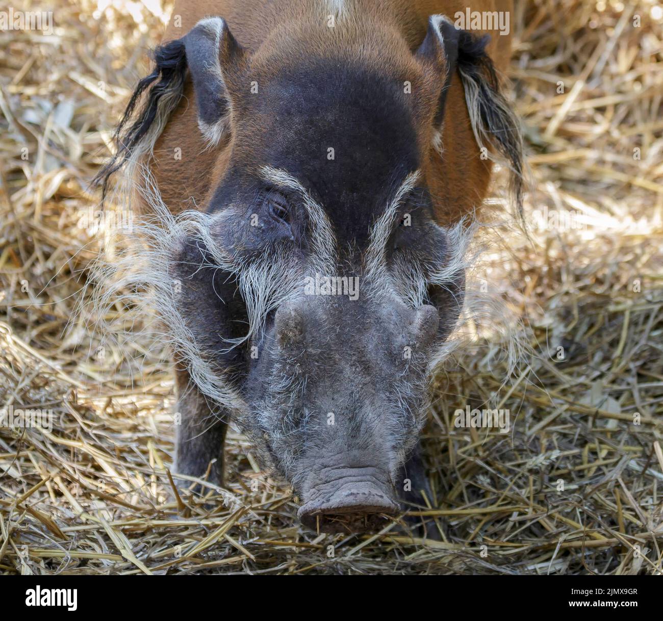 Red River Hog (Potamochoerus Porcus) Stockfoto