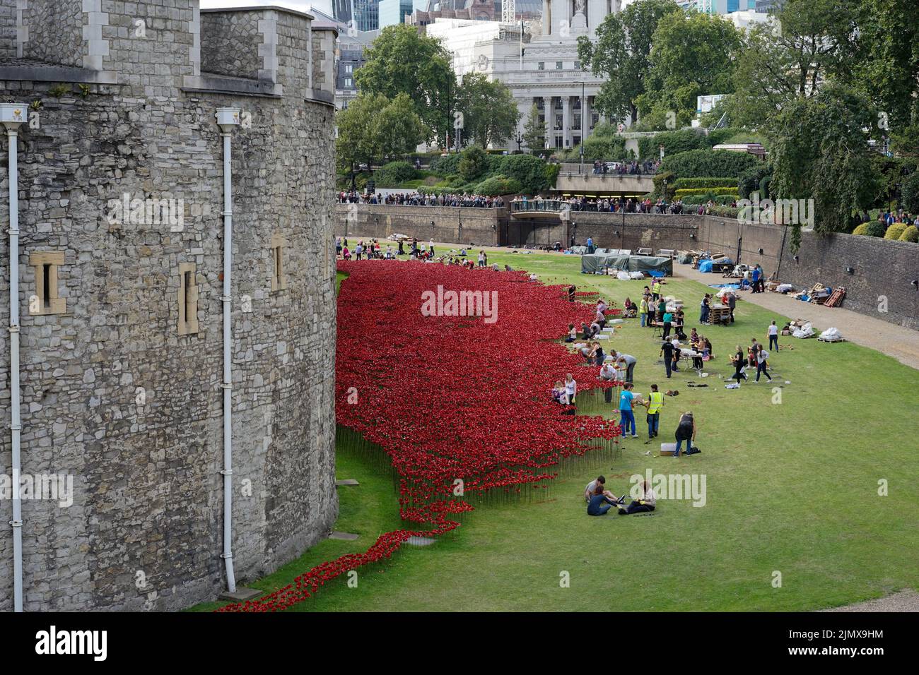 Mohn in den Tower of London Stockfoto