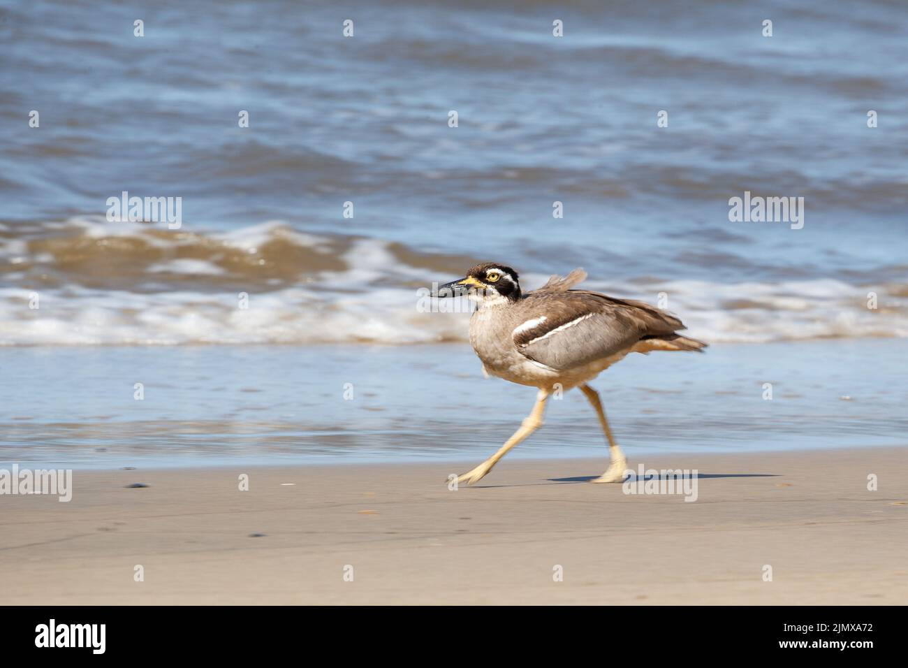 Strand mit Steincurlew oder dickem Knie (Esacus magnirostris) am Strand in der Nähe von Innisfail's Coquette Point und Moresby Range National Park, Queensland, Austr Stockfoto