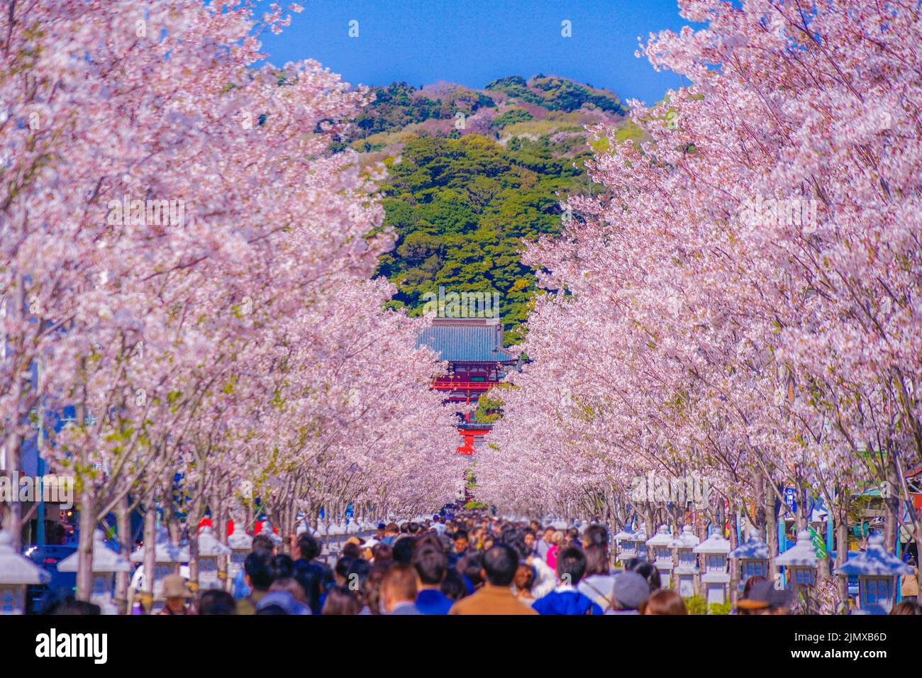 Volle Blüte der Kirschbaumgesäumten (Kamakura des Approach Wakamiya Oji) Stockfoto