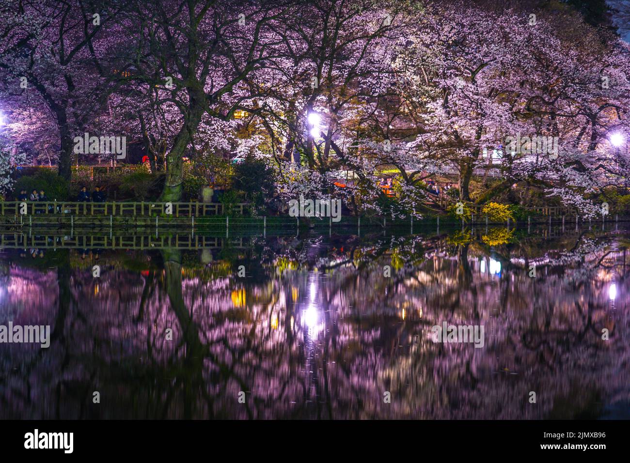 Kirschblüten im Inokashira Park (Inokashira Park) Stockfoto
