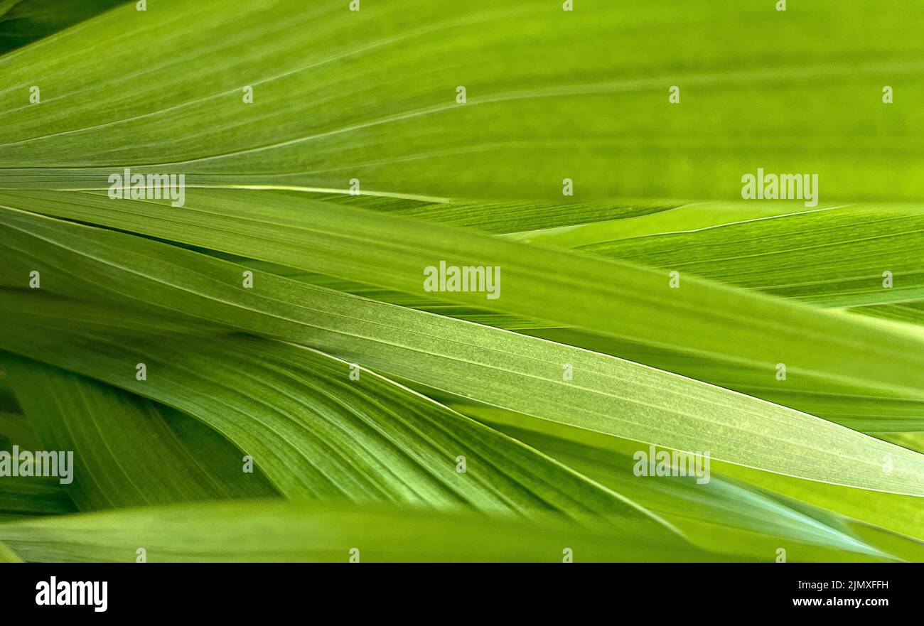 Abstrakte natürlichen Hintergrund Stockfoto