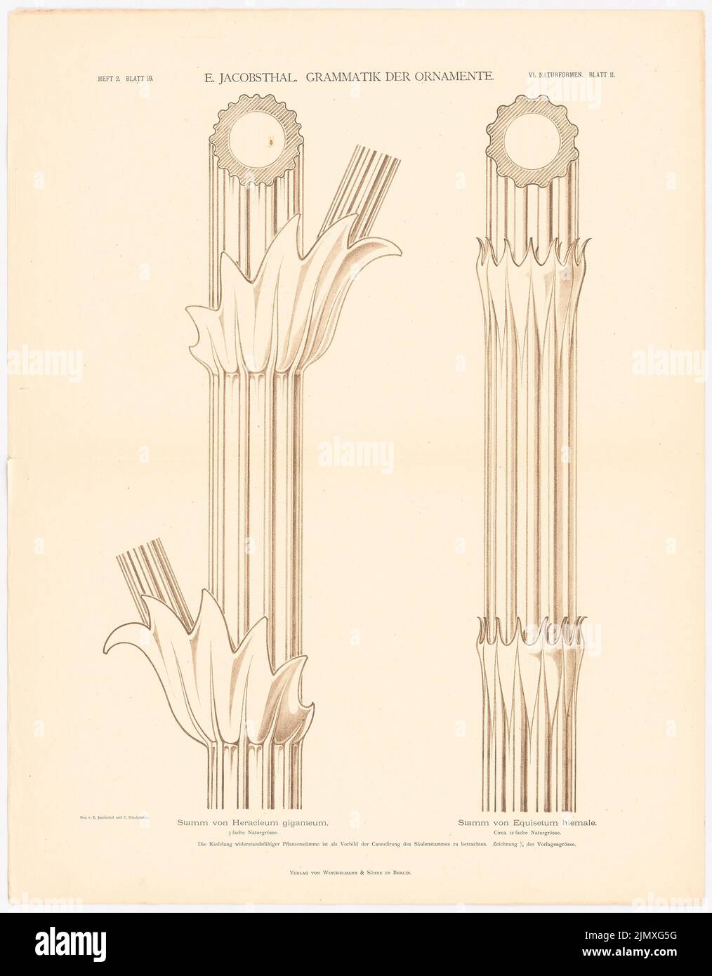 Stamm von heracleum giganteum Fotos und Bildmaterial in hoher