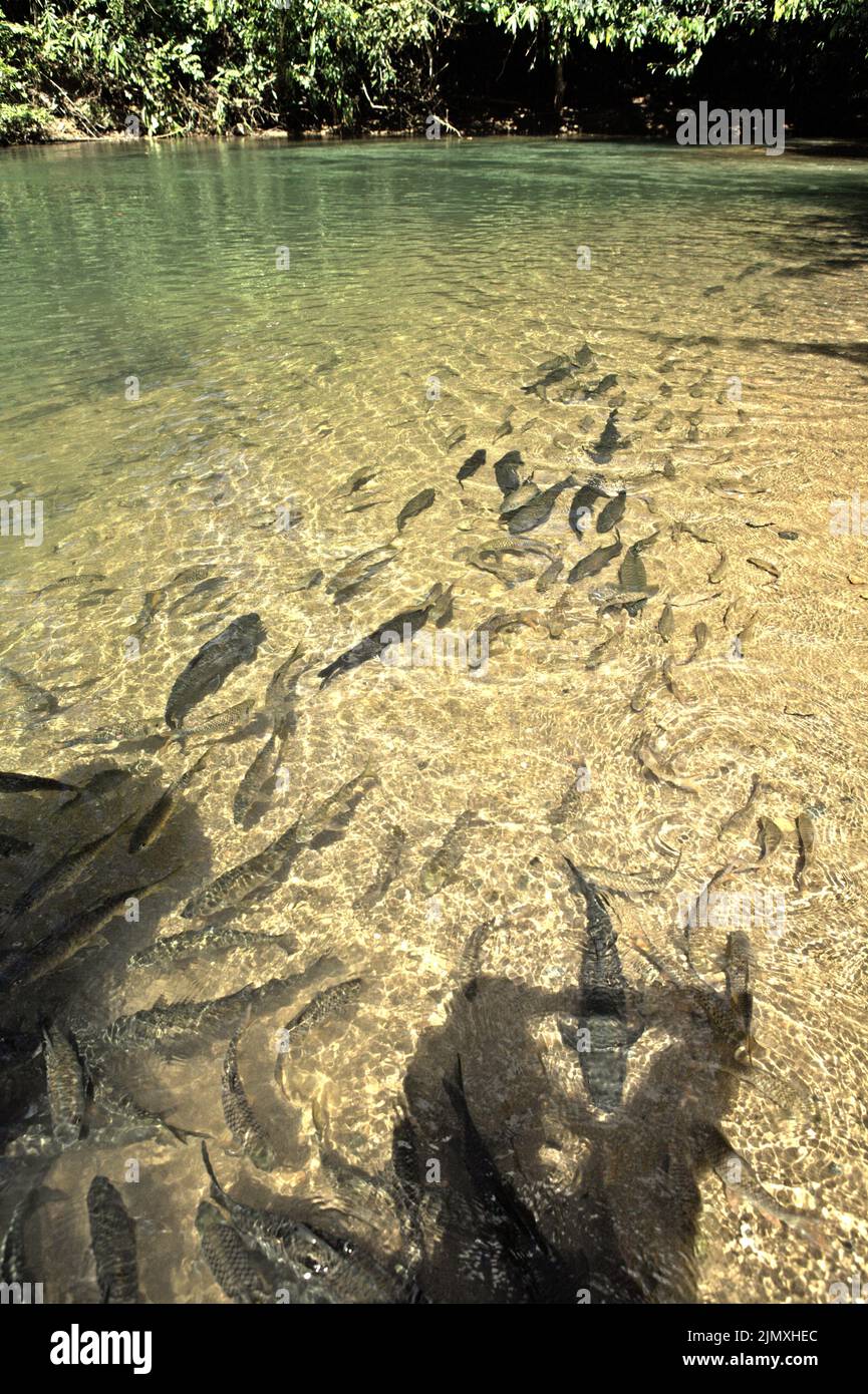 Fische in einem Teich an einer Fischmassagestation in Kampung Luanti Baru, Ranau, Sabah, Malaysia. Stockfoto