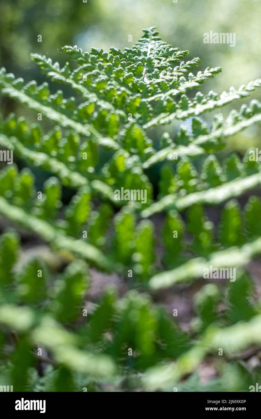 Wunderschöne Farnblätter, grünes Laub, natürlicher Blumenfarn-Hintergrund im Sonnenlicht. Natürlicher grüner Farn im Wald aus nächster Nähe. Stockfoto