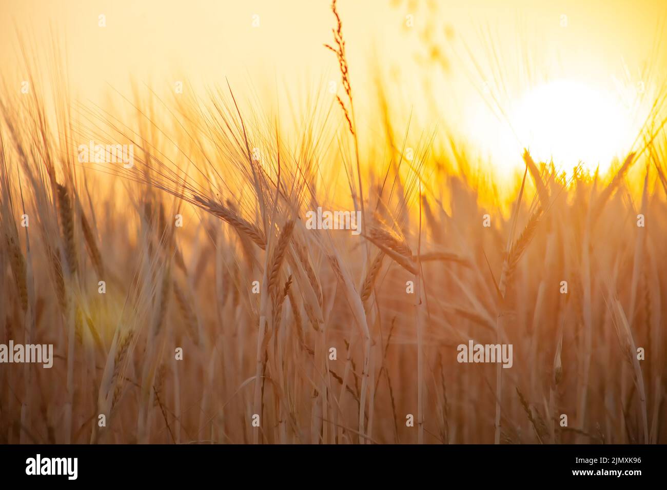 Goldene Ähren aus Weizen auf dem Hintergrund eines leuchtend orangen Sonnenuntergangs. Sonnenschein in der Linse. Selektiver Fokus. Stockfoto