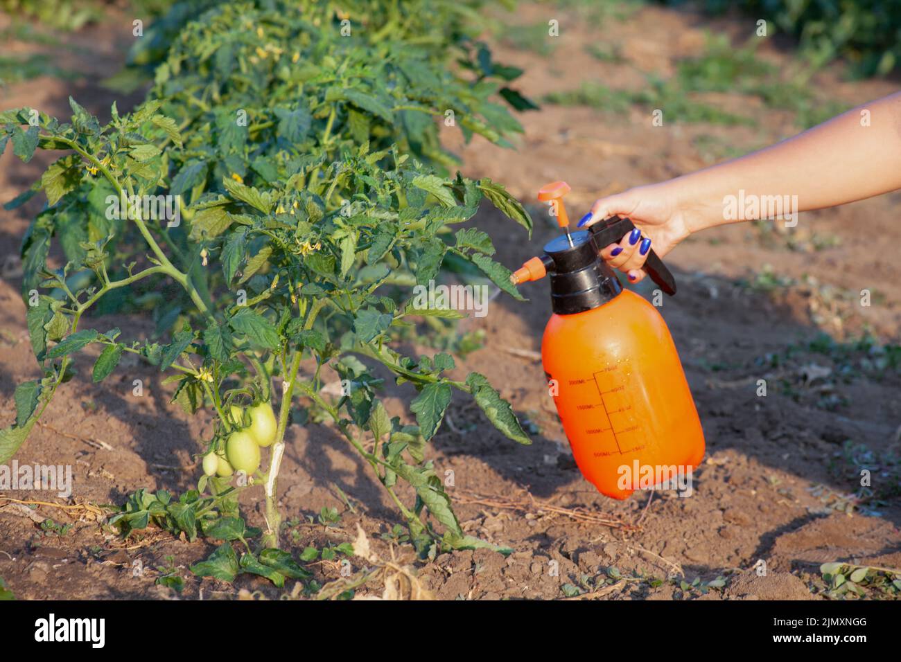 Spritzen von Tomatenbüschen. Schutz von Tomatenpflanzen vor Pilzerkrankungen oder Ungeziefer mit Drucksprüher im Garten. Die Conce Stockfoto