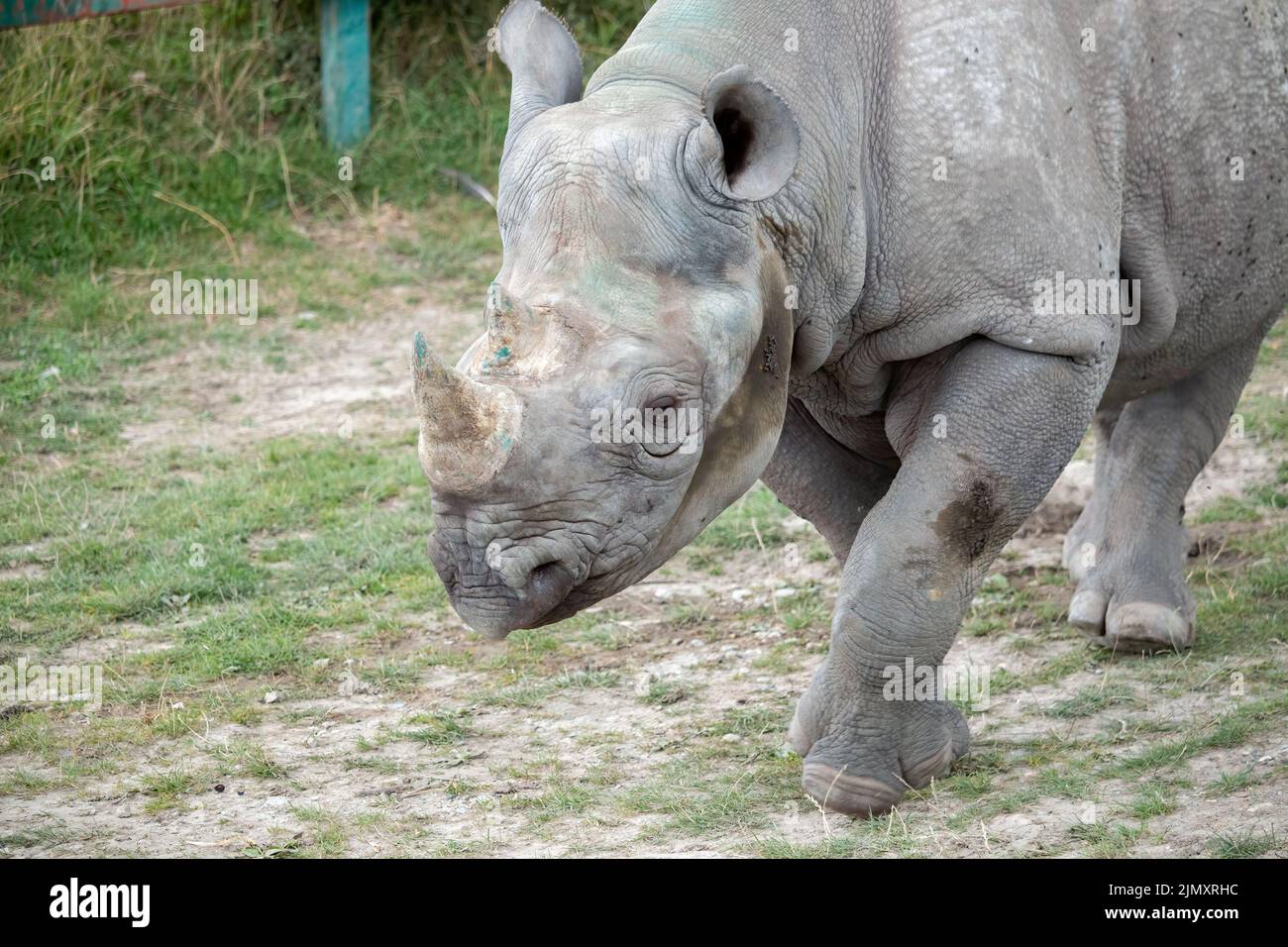 Schwarzer Nashorn oder Hakenlipped Nashorn, der um sein Pfund herumläuft Stockfoto