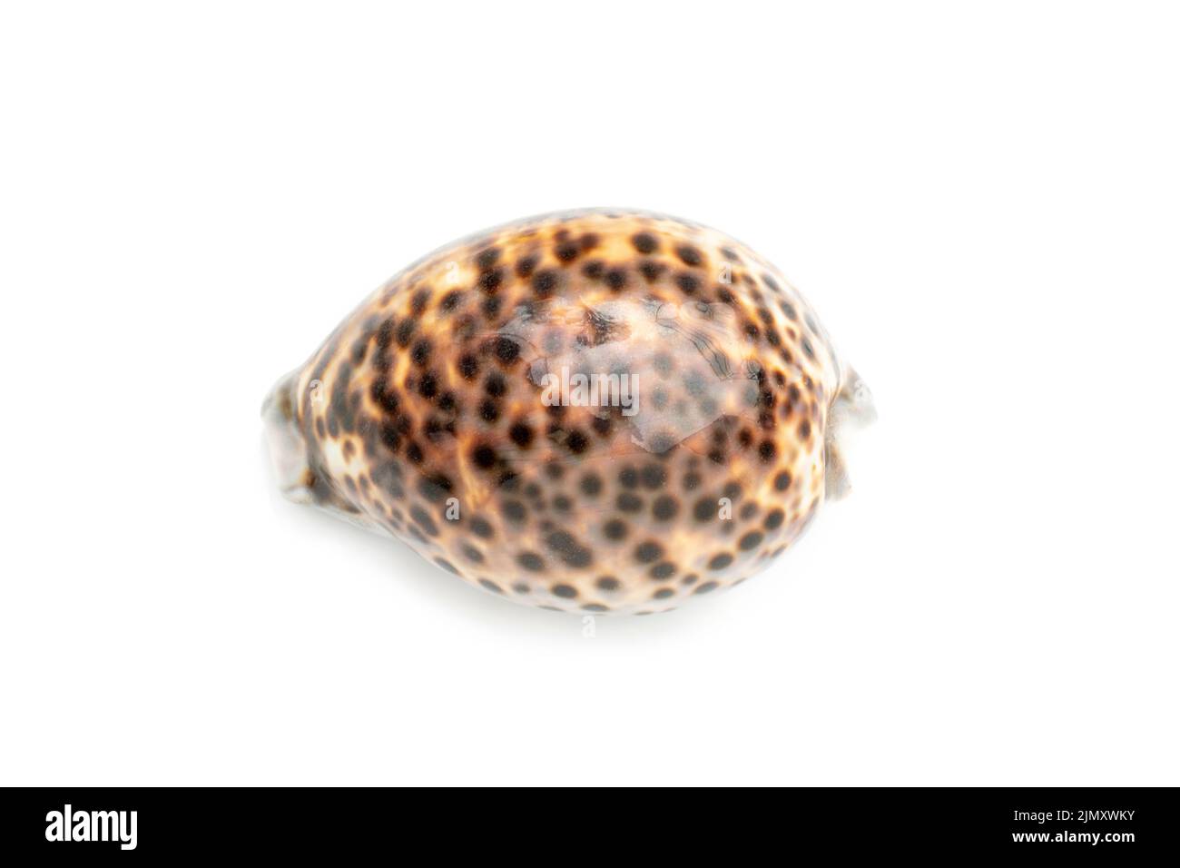 Bild von Tiger-Kaurie (Cypraea tigris) auf weißem Hintergrund. Unterwassertiere. Muscheln. Stockfoto