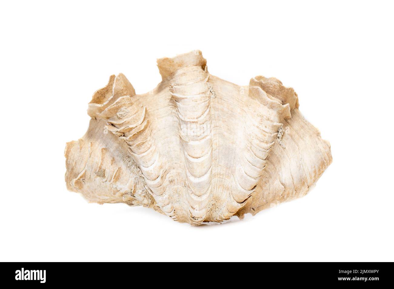 Abbildung der Krokus-Riesenmuschel (Tridacna crocea) auf weißem Hintergrund. Muscheln. Unterwassertiere. Stockfoto
