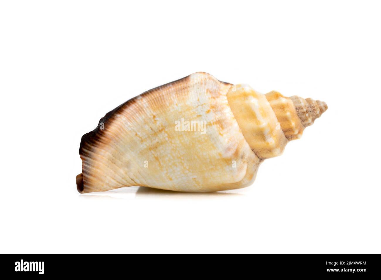 Bild von Meeresmuschel strombus urceus, canarium urceus auf weißem Hintergrund. Muscheln. Unterwassertiere. Stockfoto