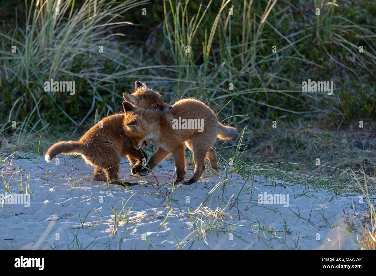 Zwei Rotfuchs-Welpen rascheln im Licht der Abendsonne Stockfoto