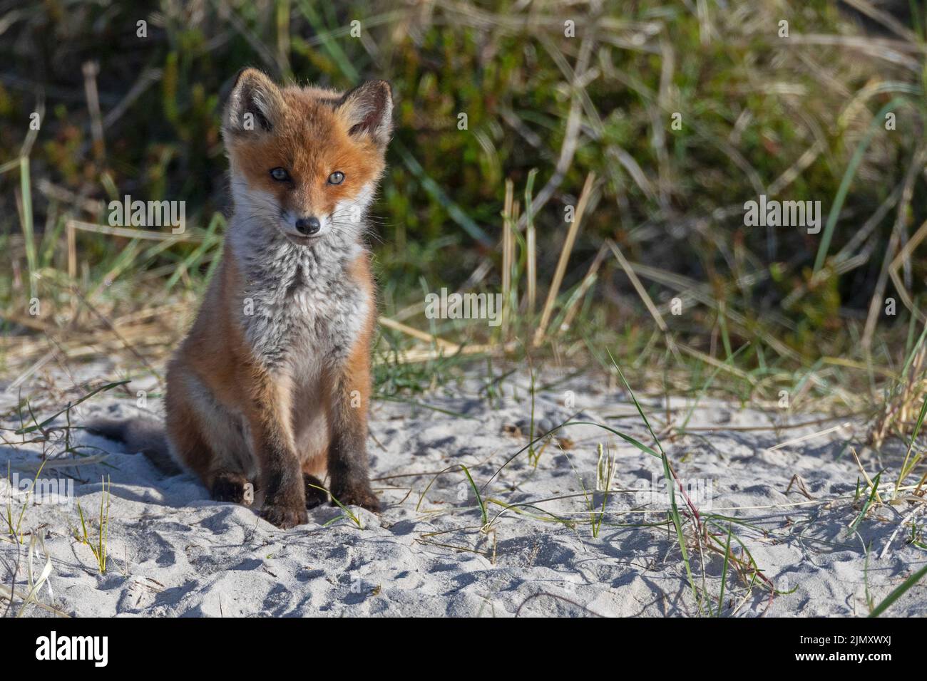 Red Fox Kit in der Nähe der Vulkane / Vulpes vulpes Stockfoto