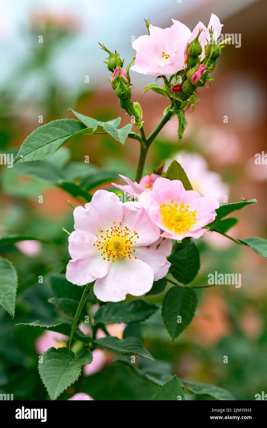 Blühende Mayrose (Rosa majalis). Stockfoto