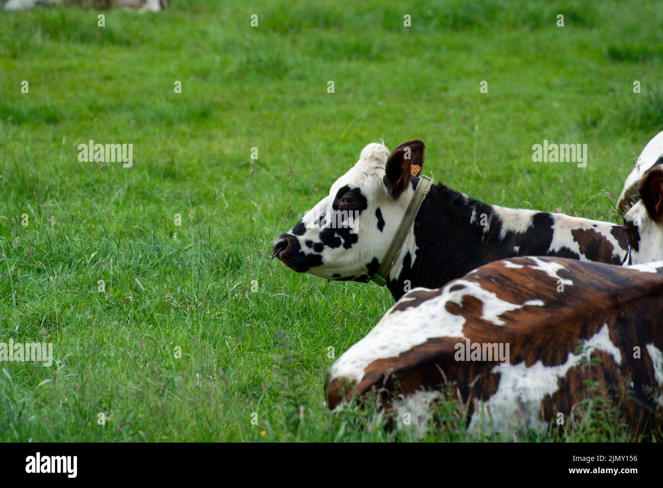 Herde von Kühen, die auf Weiden von grünem Gras, Milch-, Käse- und Fleischproduktion in der Normandie, Frankreich, ruhen Stockfoto