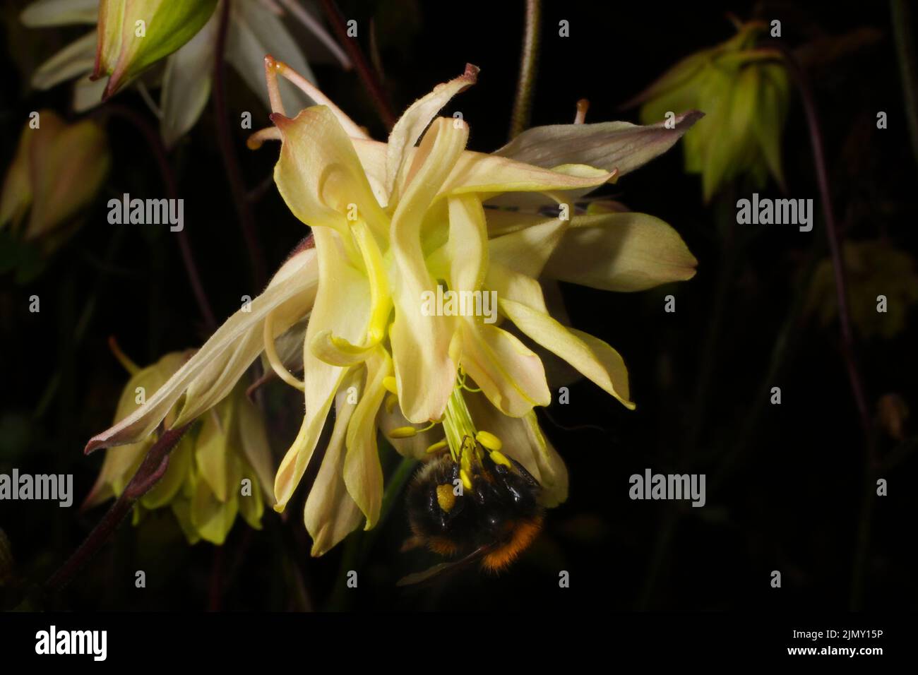 Nahaufnahme der Columbinenblume (Aquilegia ssp.) mit einer bestäubenden Hummel Stockfoto