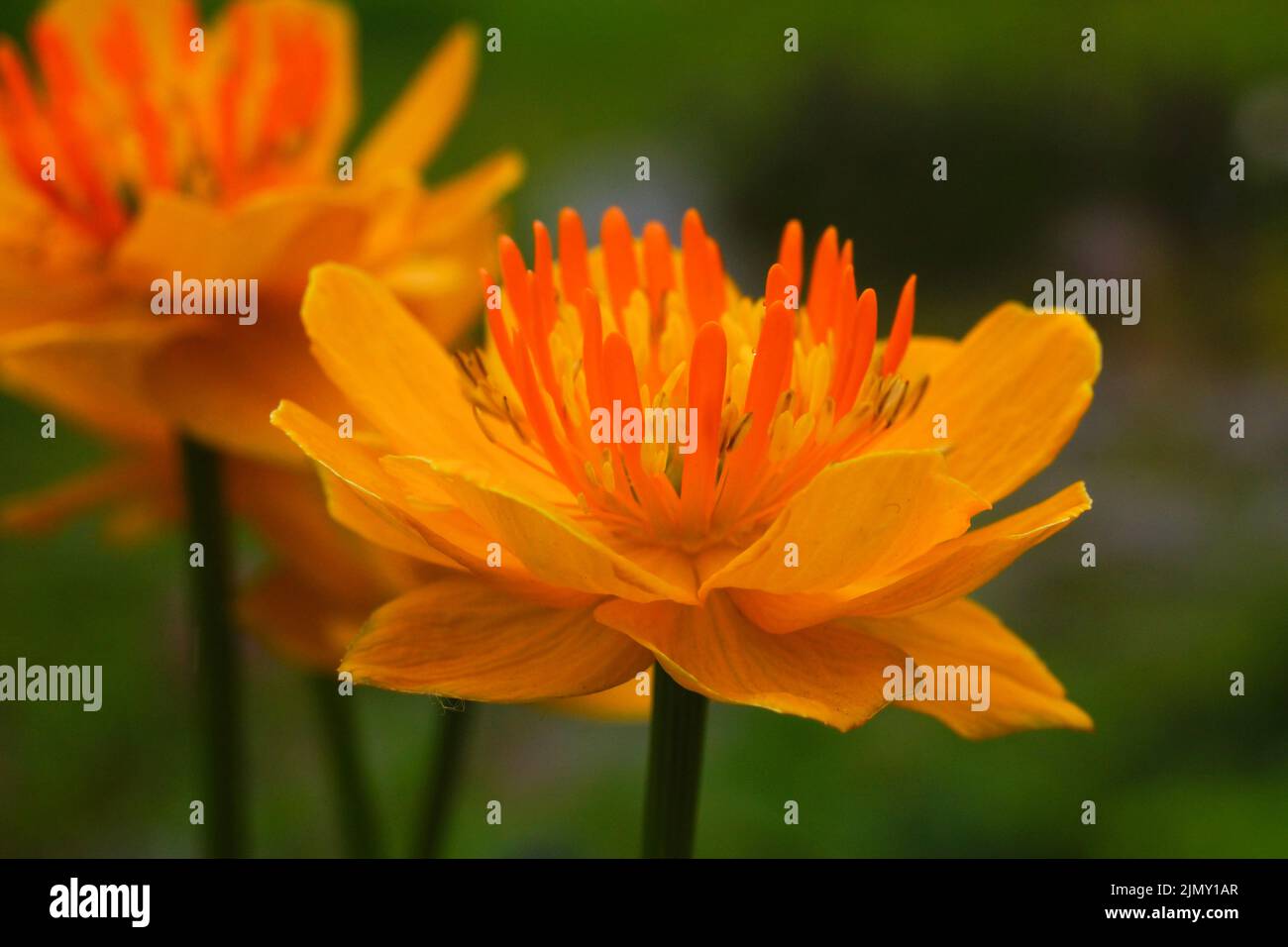 Nahaufnahme der asiatischen Globeflower (Trollius asiaticus), orangefarbene Blüten Stockfoto