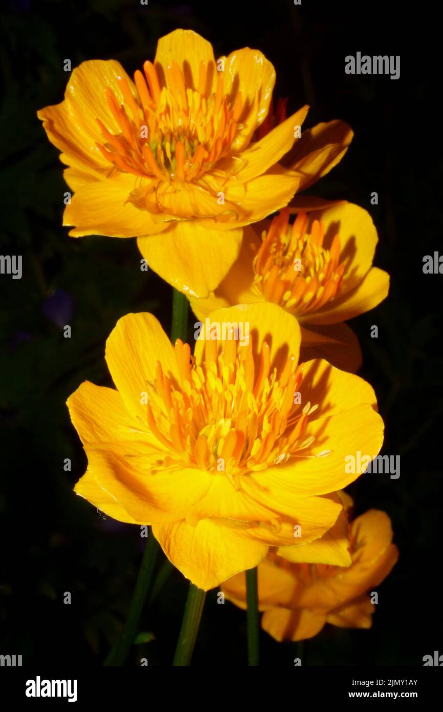Nahaufnahme der asiatischen Globeflower (Trollius asiaticus), orangefarbene Blüten Stockfoto
