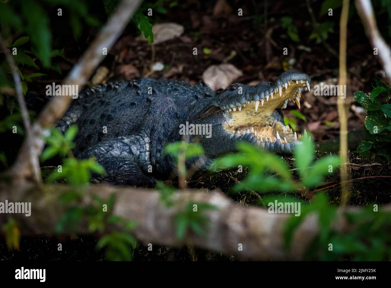 Ein großes amerikanisches Krokodil, Crocodylus acutus, liegt im Wald neben Rio Chagres, Soberania Nationalpark, Republik Panama, Mittelamerika. Stockfoto