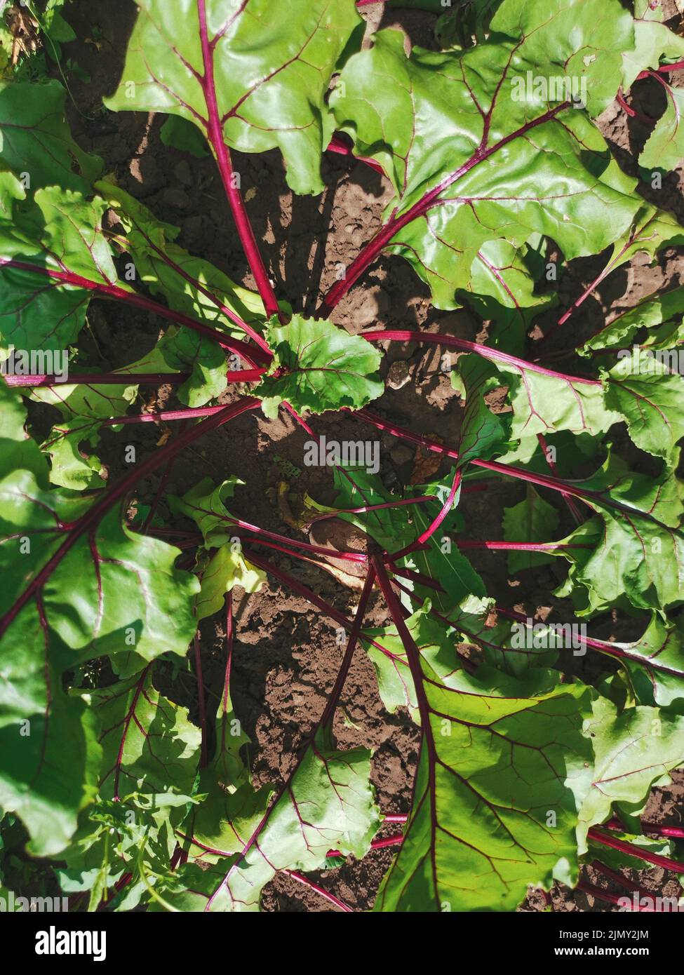 Garten Rüben grüne Blätter Draufsicht close up. Rote Bete wächst vom Boden aus. Selbstgewachsene Rüben auf dem Gartenbett Stockfoto
