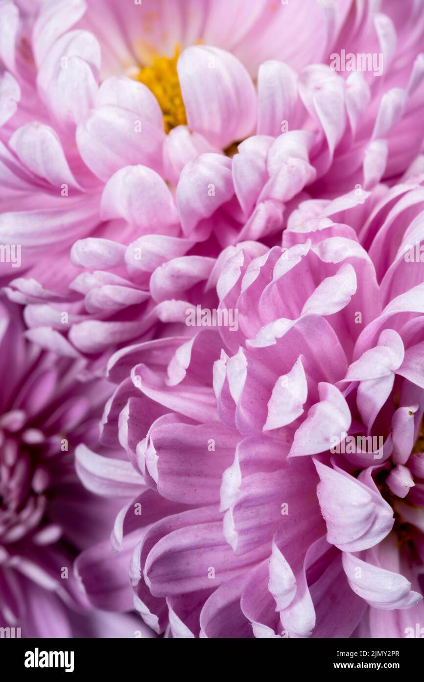 Violette Blütenblätter detailreiche Nahaufnahme Stockfoto