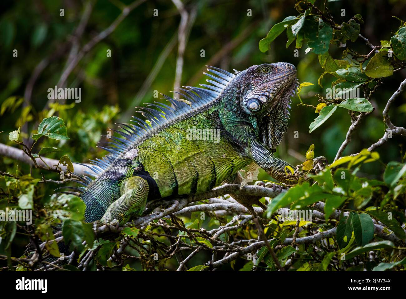 Ein erwachsener grüner Leguan, Leguan Leguan, in einem Baum neben Rio Chagres, Soberania Nationalpark, Republik Panama, Mittelamerika. Stockfoto