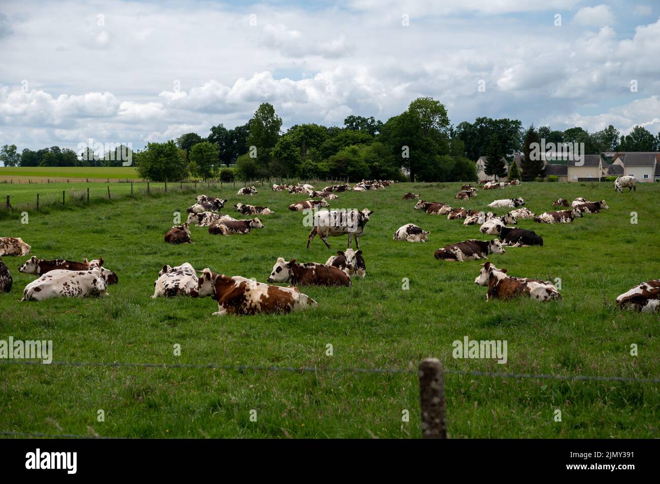 Herde von Kühen, die auf Weiden von grünem Gras, Milch-, Käse- und Fleischproduktion in der Normandie, Frankreich, ruhen Stockfoto