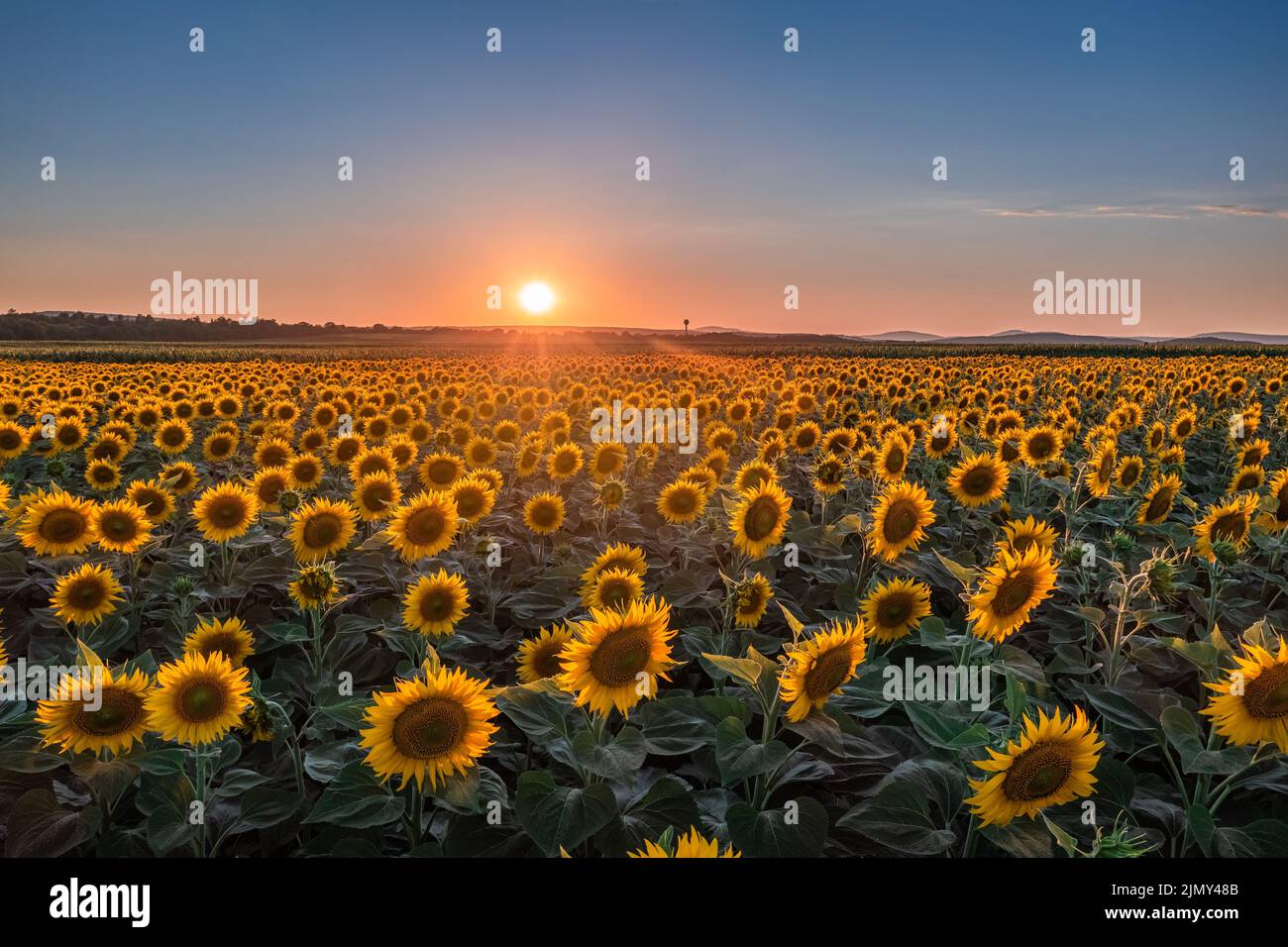 Balatonfuzfo, Ungarn - schöner Sonnenuntergang über einem Sonnenblumenfeld im Sommer mit klarem blauen Himmel am Plattensee. Hintergrund der Landwirtschaft Stockfoto