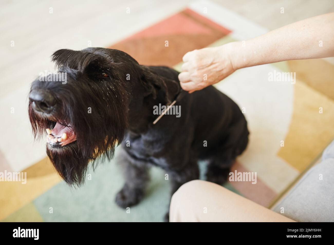 Nahaufnahme der Besitzerin, die sich um ihren Hund kümmert und Fell mit Kamm putzt Stockfoto