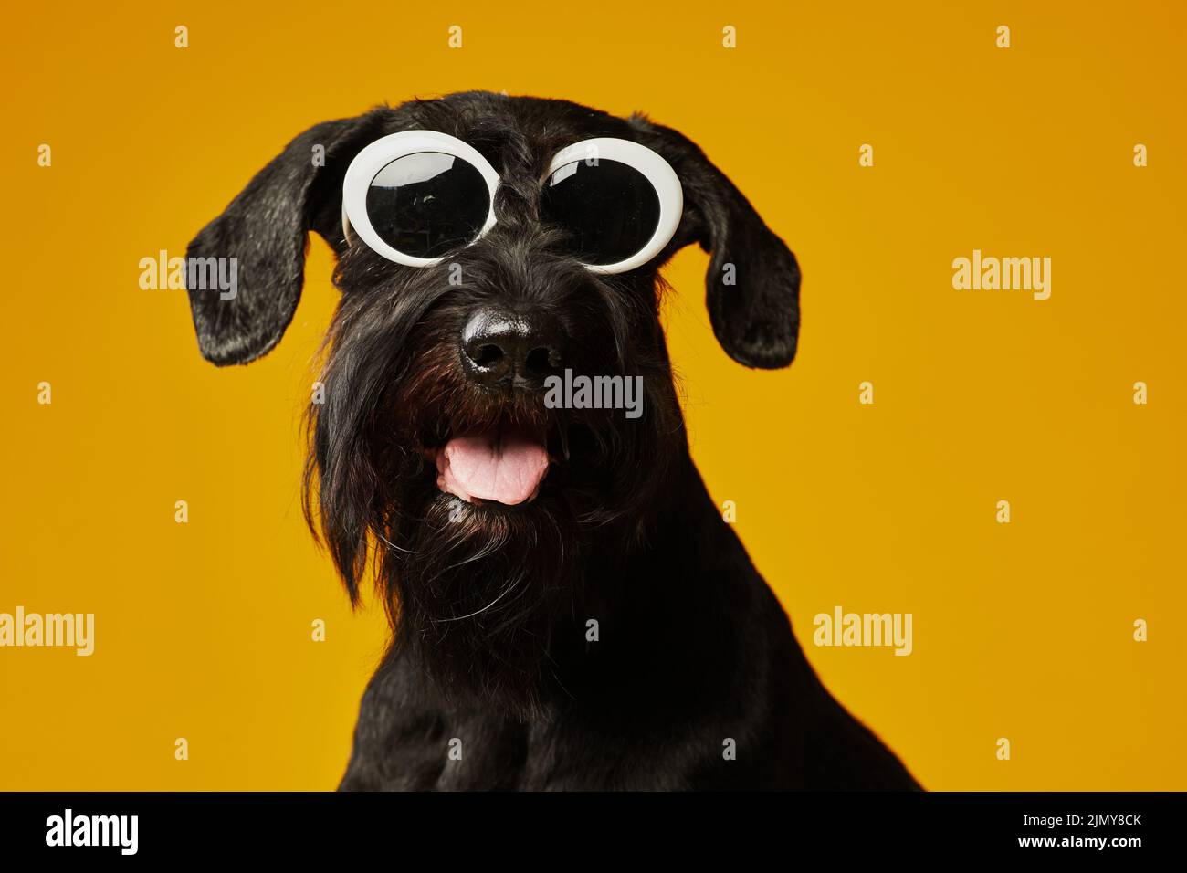 Porträt des häuslichen schwarzen Hundes in stilvollen Sonnenbrillen schützt sich vor Sonne vor gelbem Hintergrund Stockfoto