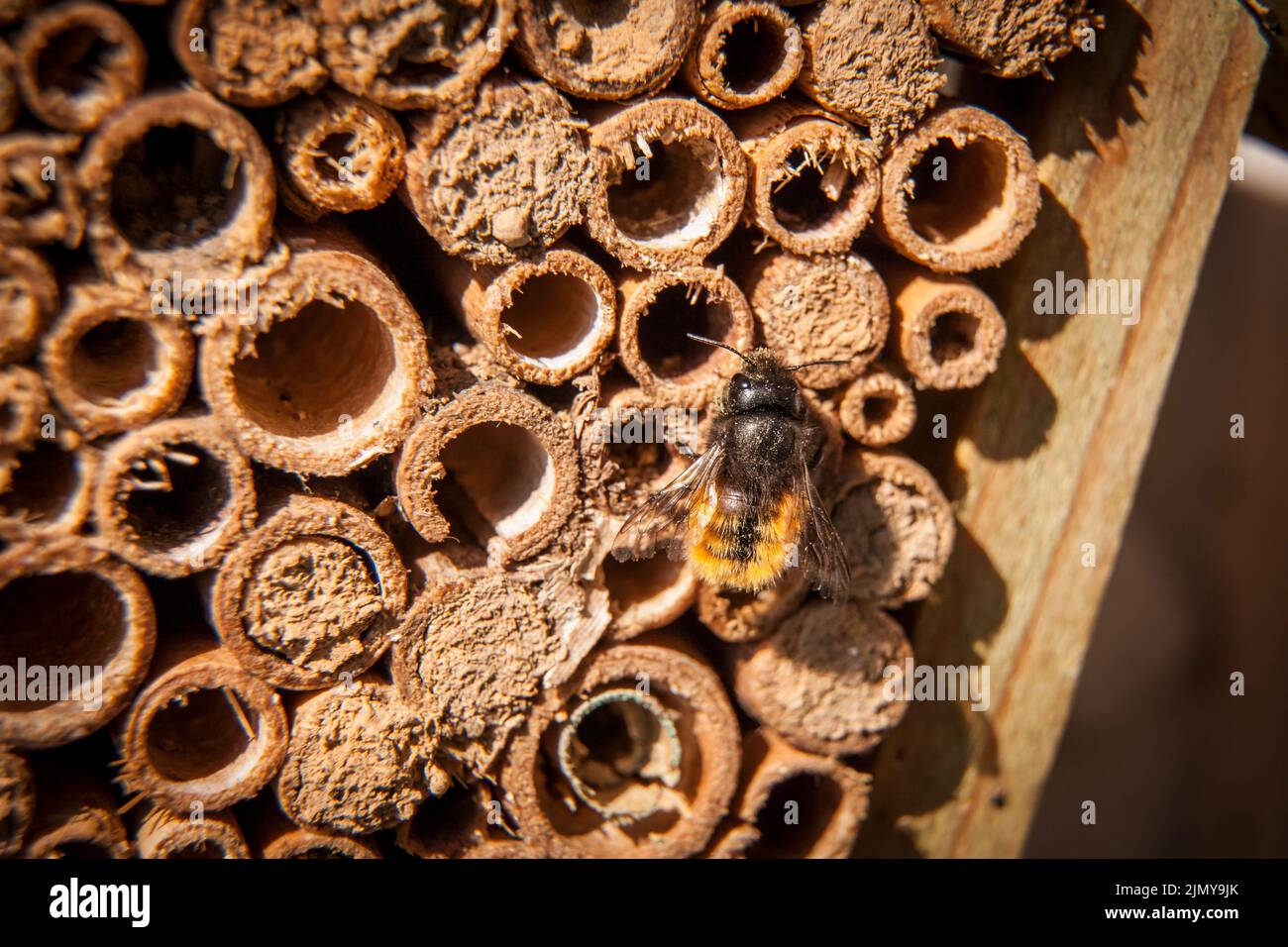 Europäische Obstbiene (Osmia cornuta) in einem Bienenhotel, Deutschland. Gehoerte Mauerbiene (Osmia cornuta) an einem Bienenhotel, Deutschland. Stockfoto