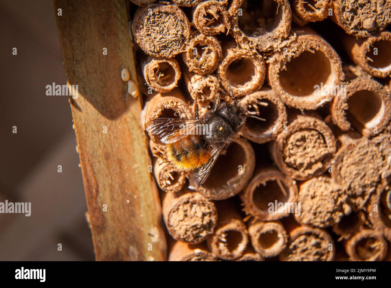 Europäische Obstbiene (Osmia cornuta) in einem Bienenhotel, Deutschland. Gehoerte Mauerbiene (Osmia cornuta) an einem Bienenhotel, Deutschland. Stockfoto