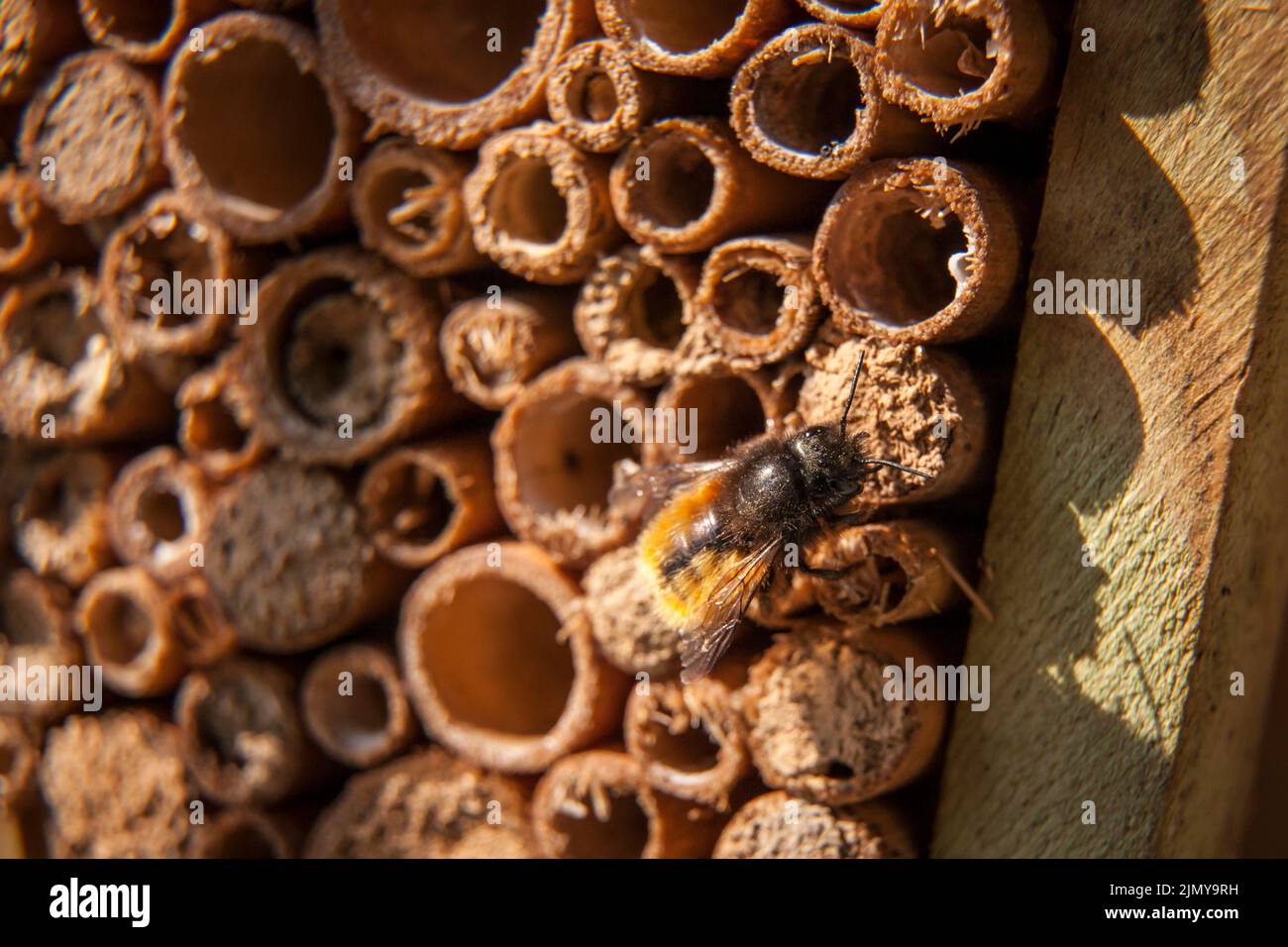 Europäische Obstbiene (Osmia cornuta) in einem Bienenhotel, Deutschland. Gehoerte Mauerbiene (Osmia cornuta) an einem Bienenhotel, Deutschland. Stockfoto