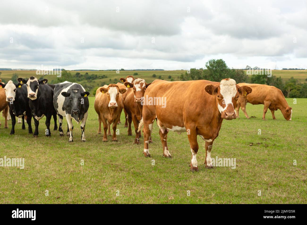 Selektiver Fokus einer braunen und weißen Kuh, die auf einer Sommerweide nach vorne zeigt, während andere Kühe im Hintergrund auf sie schauen. North Yorkshire, Großbritannien. Horizont Stockfoto