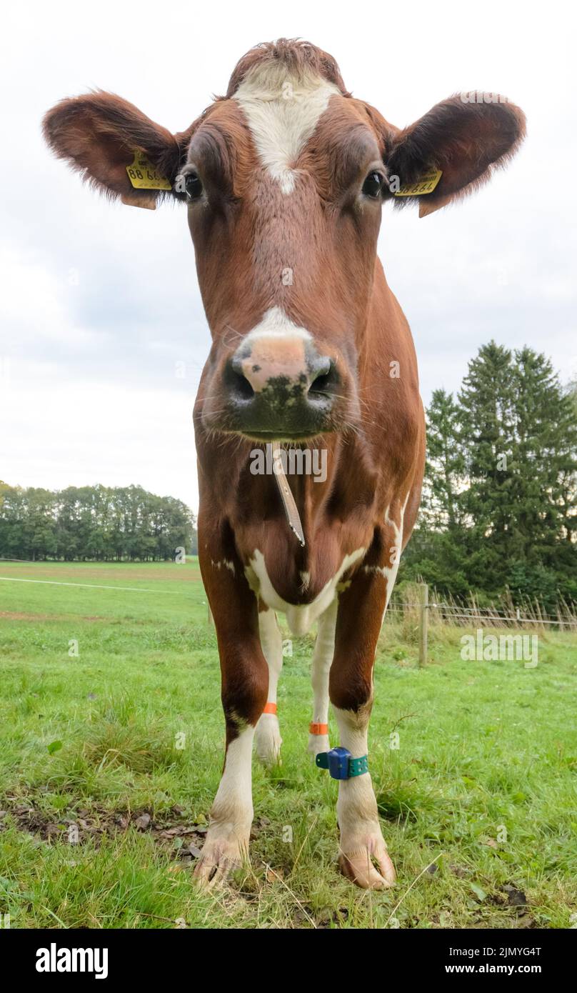 Fleckvieh-Rinder (Bos primigenius taurus) direkt vor die Kamera schauen, Viehkühe auf einer Weide in Deutschland, Europa Stockfoto