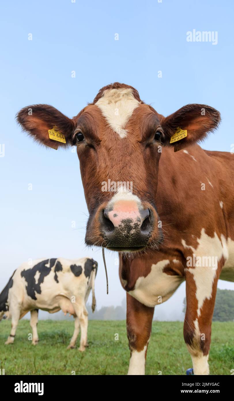 Fleckvieh-Rinder (Bos primigenius taurus) direkt vor die Kamera schauen, Viehkühe auf einer Weide in Deutschland, Europa Stockfoto