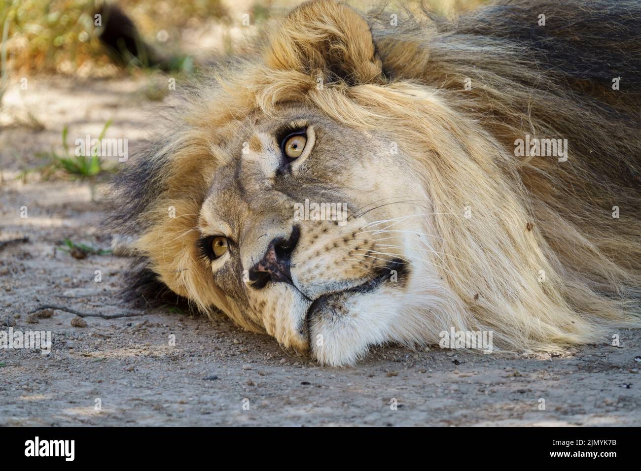 Schwarz-vermähter Kalahari-Löwe (Panthera leo). Kgalagadi Transfrontier Park, Kalahari, Südafrika Stockfoto