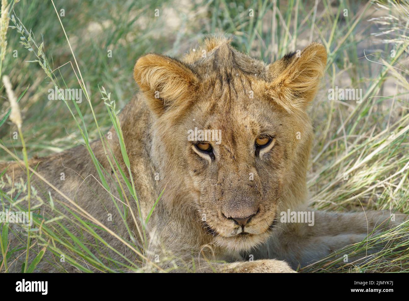 Kalahari-Löwenjunge (Panthera leo) Porträt. Kgalagadi Transfrontier Park, Kalahari, Südafrika Stockfoto