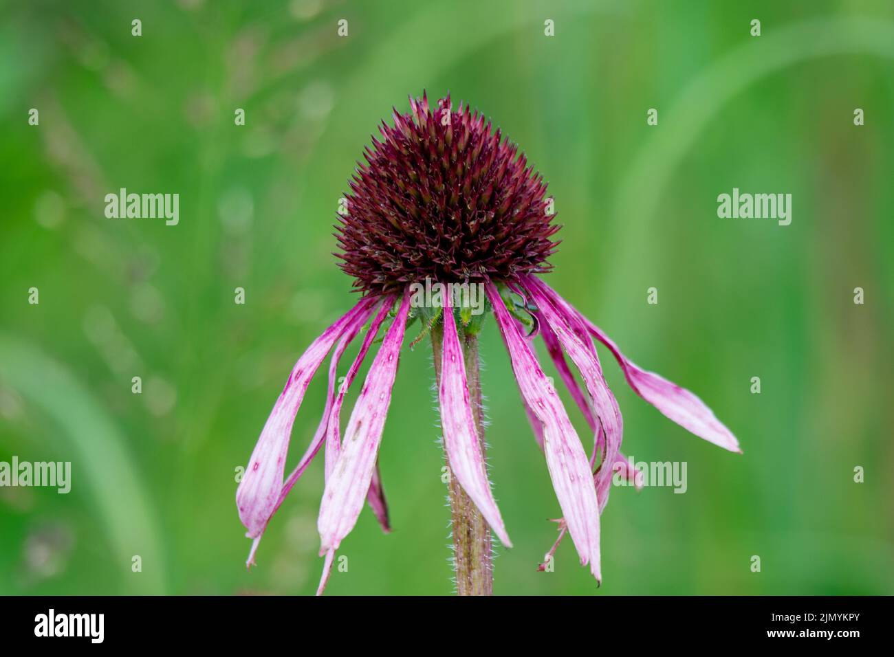 Eine rosafarbene Blütenblume hat ihre Blütezeit hinter sich. Stockfoto