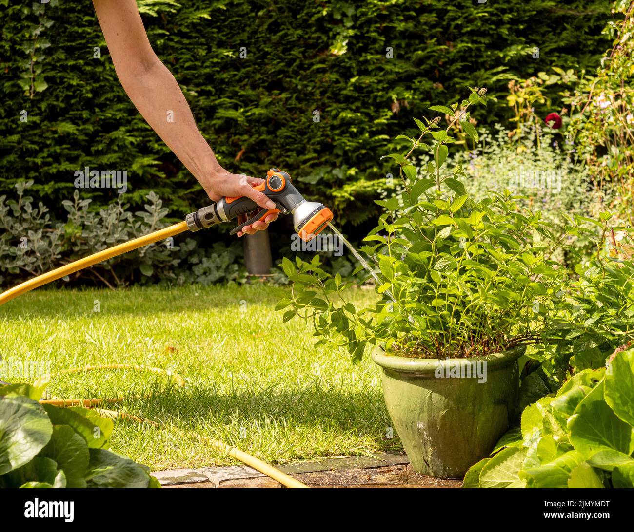 Kaukasische Handbewässerungspflanzen wachsen im Sommer in Töpfen auf einer Terrasse mit einer Wasserpfeife. Stockfoto