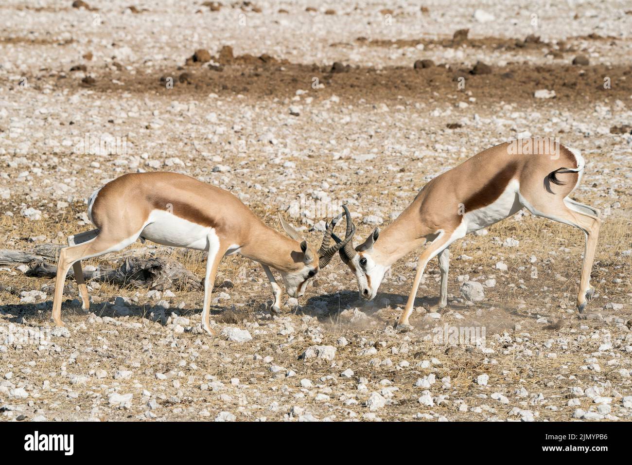 Springbok, Antidorcas marsupialis, zwei Tiere, die gegen Hörner kämpfen und sich sperren, Etosha National Park, Namibia, 12. Juli 2022 Stockfoto